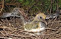 Kereru chick (Hemiphaga novaeseelandiae) by Department of Conservation.jpg