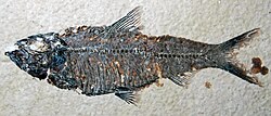 Knightia eocaena Green River Formation, Wyoming 2.jpg