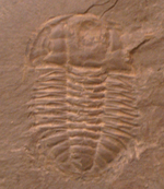 Fossil of the Cambrian trilobite Kootenia Kootenia fossil cropped.png