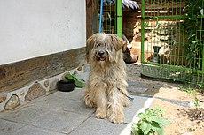 Câine Coreea-Jeonju-Sapsal în fața unui sat Hanok-01.jpg