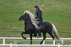 Horse coat. Нормальный конь. Black Coat лошадь. Черные лошади английские.