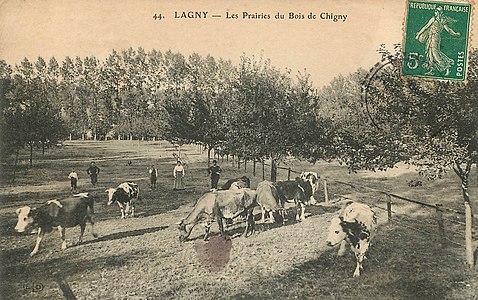 L2243 - Lagny-sur-Marne - Bois de Chigny.jpg