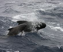 Pilot whale cow and calf - Ireland LF Pilot Whale Goban Spur.jpg