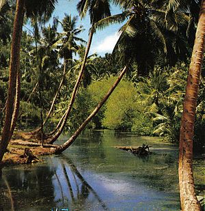 La Digue swamp.jpg