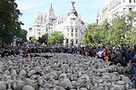 La Fiesta de la Trashumancia vuelve otra vez a Madrid (02).jpg