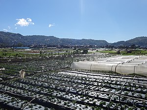 مزارع توت فرنگی لا ترینیداد (La Trinidad، Benguet) (2016-11-26) .jpg