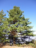 Pinus wallichiana üçün miniatür