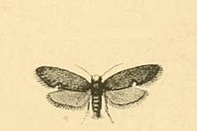 Lampronia aeripennella.JPG