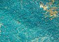 Langita azul turquesa