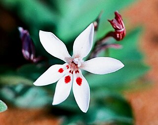 <i>Lapeirousia arenicola</i> Flowering plant endemic to the Cape Provinces