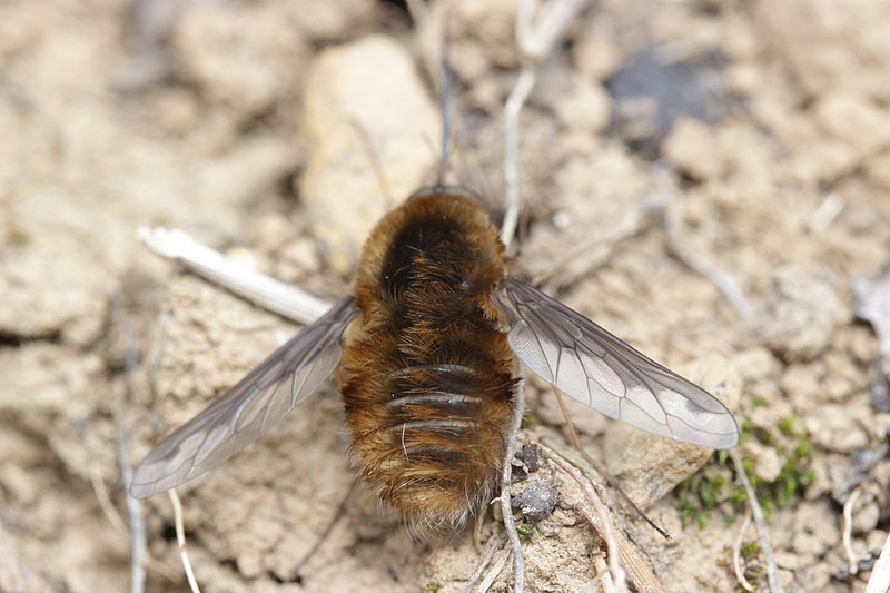 File:Large Bee-fly - Bombylius major - panoramio (8).jpg