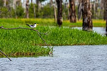 Large Billed Tern - Rio Negro River, Brazil.jpg