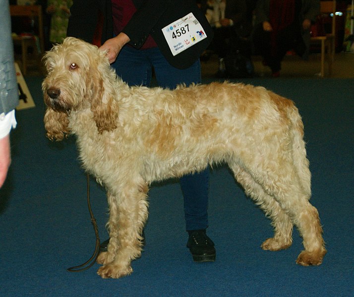 File:Large Vendéen Griffon Grand Griffon Vendéen.jpg