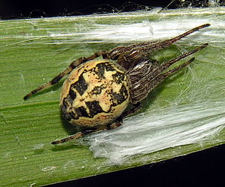 <i>Larinioides</i> Genus of spiders