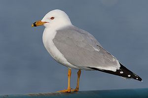 Gabbiano becco ad anelli (Larus delawarensis) nello splendore