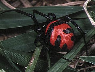 <i>Latrodectus elegans</i> Species of spider