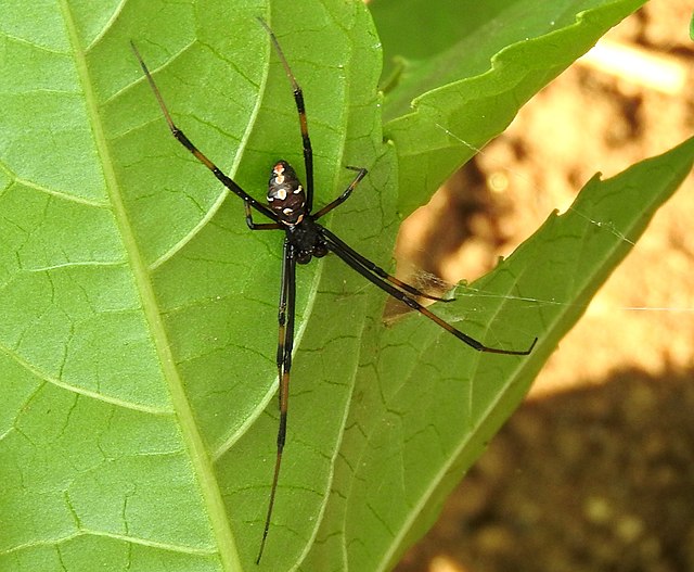 Filelatrodectus Mactans Male Wikimedia Commons