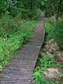 The boardwalk in the nature reserve at Lawthorn