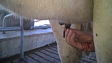 Treating mastitis of a cattle with leech Leach on cow teat.jpg