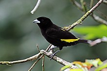 Lemon-rumped tanager (Ramphocelus icteronotus) male.jpg