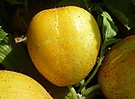 Thumbnail for List of cucumber varieties