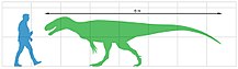 Size of Leshansaurus qianweiensis Leshansaurus size.jpg