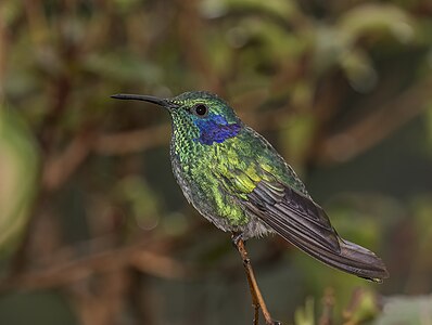 Colibri cyanotus (Lesser violetear)