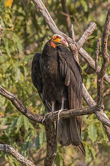 Kurang berkepala kuning vulture (Cathartes burrovianus).JPG