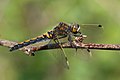 Leucorrhinia rubicunda, ♀