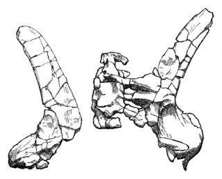 <i>Lexovisaurus</i> Extinct genus of reptiles