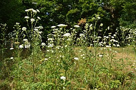 Habitat