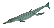 Life reconstruction of Metriorhynchus brevirostris Life reconstruction of Metriorhynchus brevirostris.png