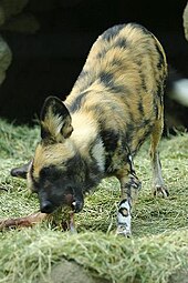 Afrikansk Villhund: Utsjånad, Utbreiing, Habitat