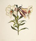 Lilium japonicum 2 (lit).jpg