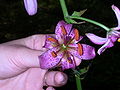 Lilium martagon flower.JPG