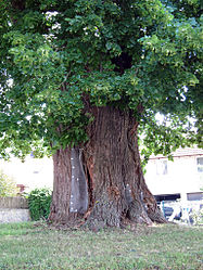 Linden tree in Nüdlingen.jpg