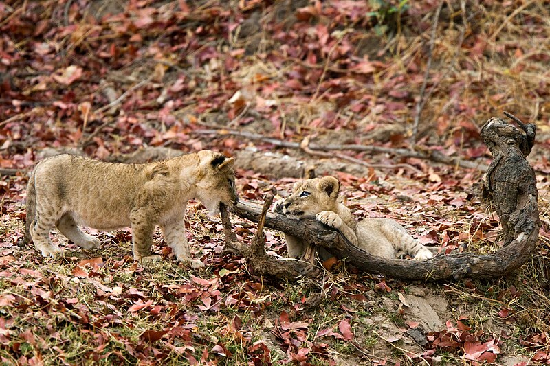 File:Lion, South Luangwa National Park (51866151701).jpg