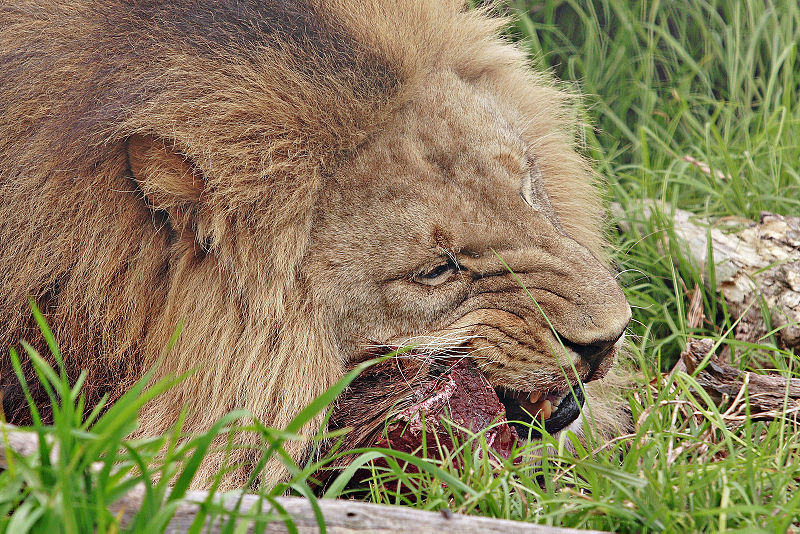 File:Lion feeding - melbourne zoo.jpg