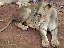 Lionne du Cameroun.JPG