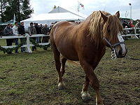 Calado pesado lituano.jpg