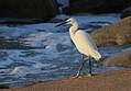 * Nomination Little egret on the beach at Umhlanga, KwaZulu-Natal. --Alandmanson 09:41, 18 July 2017 (UTC) * Promotion Good composition and good quality -- Spurzem 12:11, 18 July 2017 (UTC)