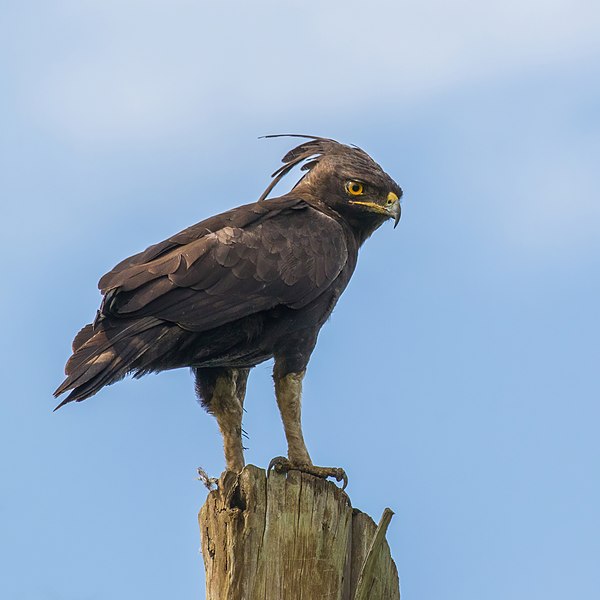 File:Long-crested eagle (Lophaetus occipitalis) 3.jpg