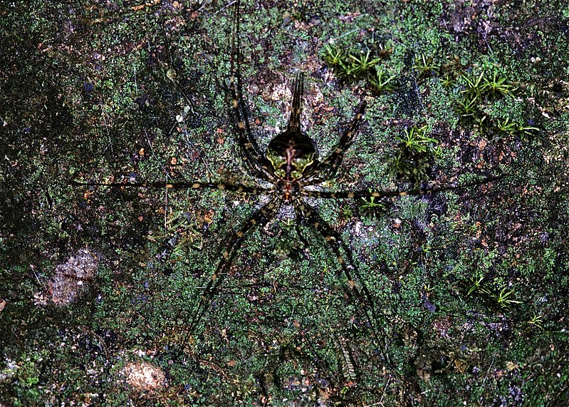 File:Long-spinnered Bark Spider (Hersilia sp.) (7710468736).jpg