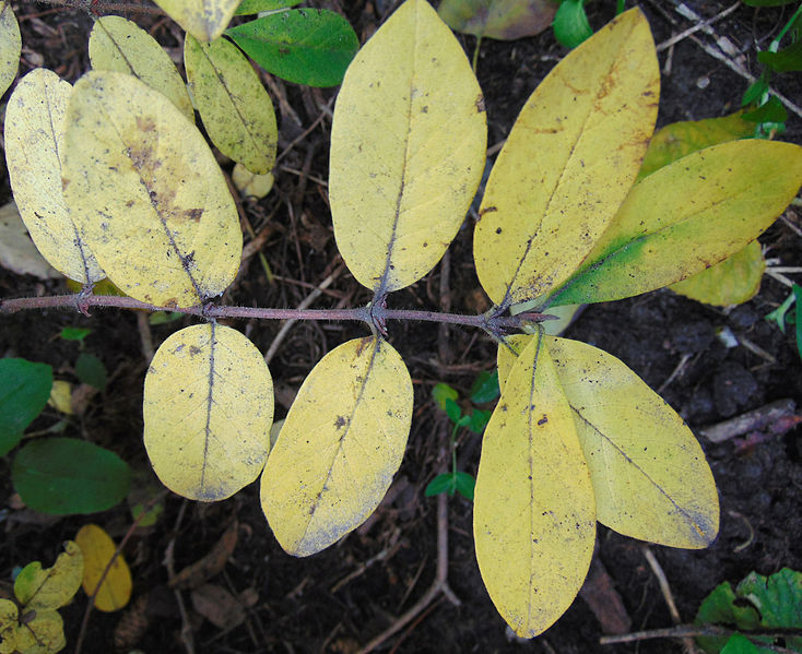 File:Lonicera caerulea 2.jpg