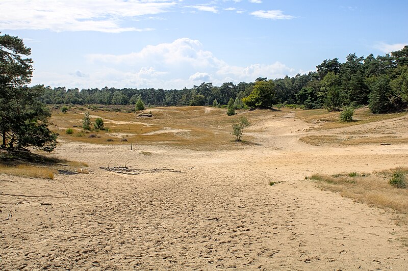 File:Loonse en Drunense Duinen IMG 5136.jpg