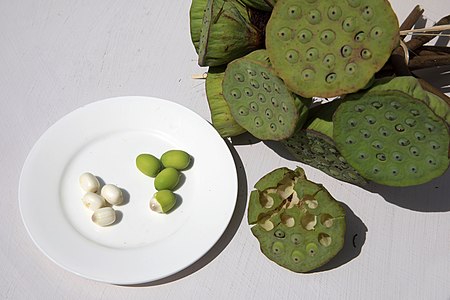 Edible white seeds from a Lotus fruit (Nelumbo nucifera)