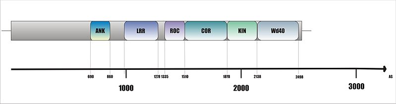 File:Lrrk2 domains.jpg