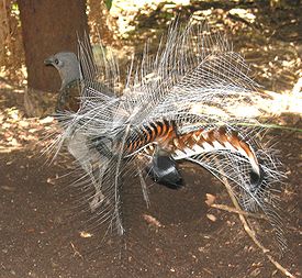 Lyrebird