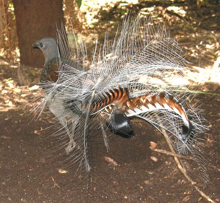 Tập_tin:Lyrebird.jpg