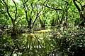MIrror of nature at Ratarghul Swamp forest. Photo by Md. Shahed Redwan.jpg